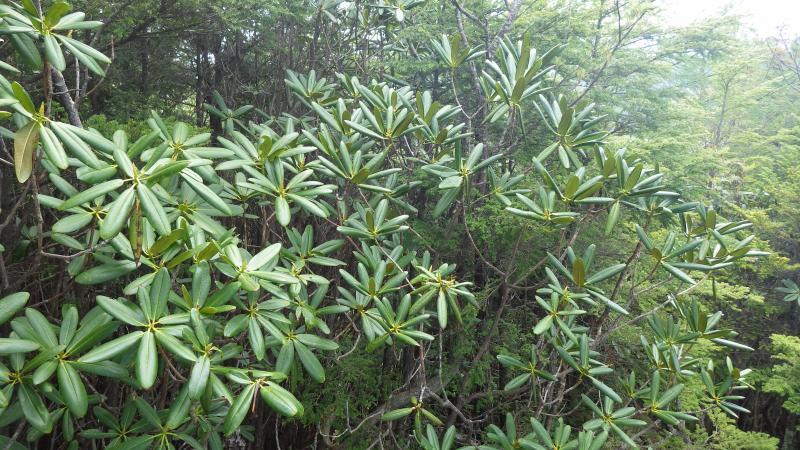山頂手前のシャクナゲの様子