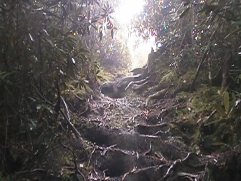 登山途中の道の様子