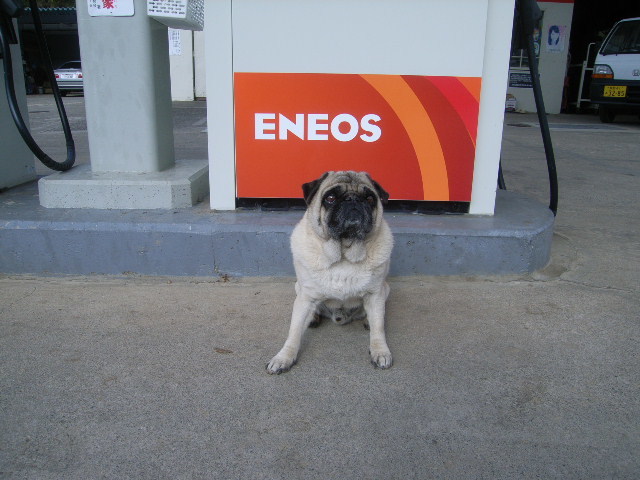 芝原商店の看板犬のコジロー君の写真