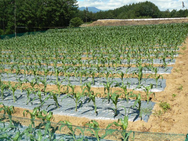 株と株の間を均一に空けて植えられているモロコシ畑の写真