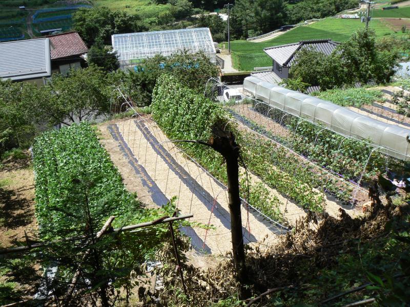農産物等直売所に販売委託されている農家の綺麗に整備された畑の写真