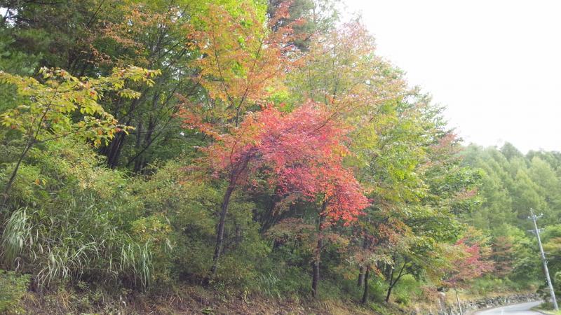 紅葉の写真