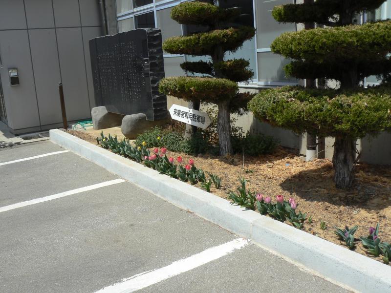 役場前駐車場の花壇に咲くチューリップ