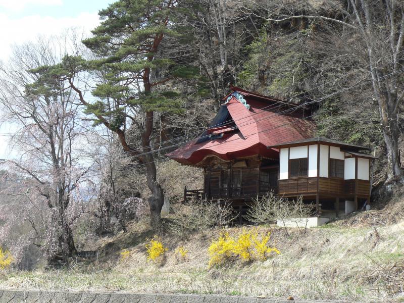 黄色いレンギョウの咲く京の岩厄除観音