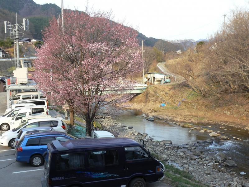 川辺に咲き始めた桜の景色