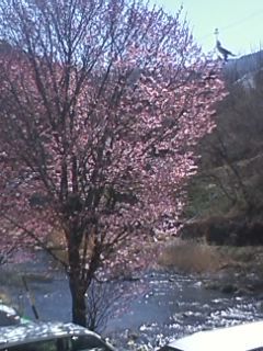 山里の桜の木の写真