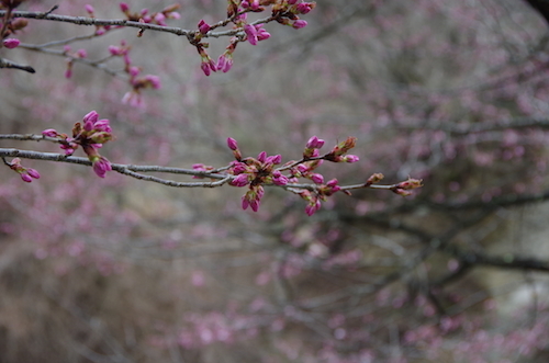 博物館前の桜