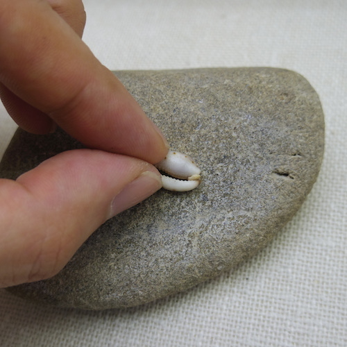 石の上で貝の背の部分をこすり削る写真