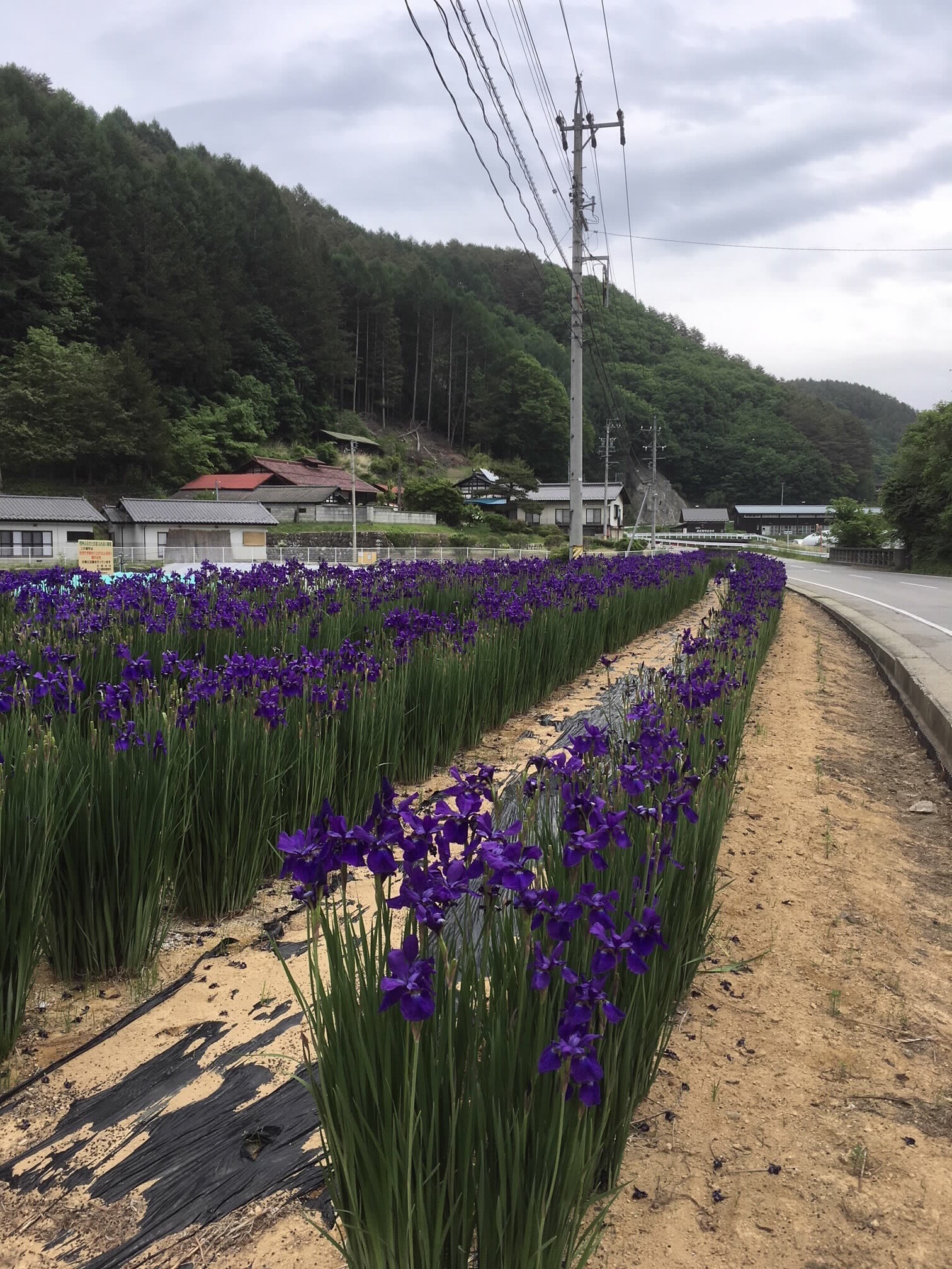 京の岩.jpg