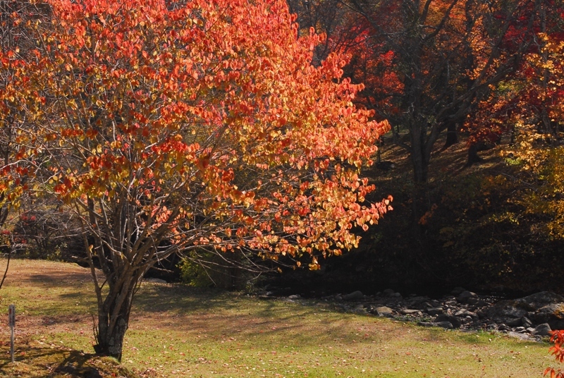 長者の森周辺の紅葉写真