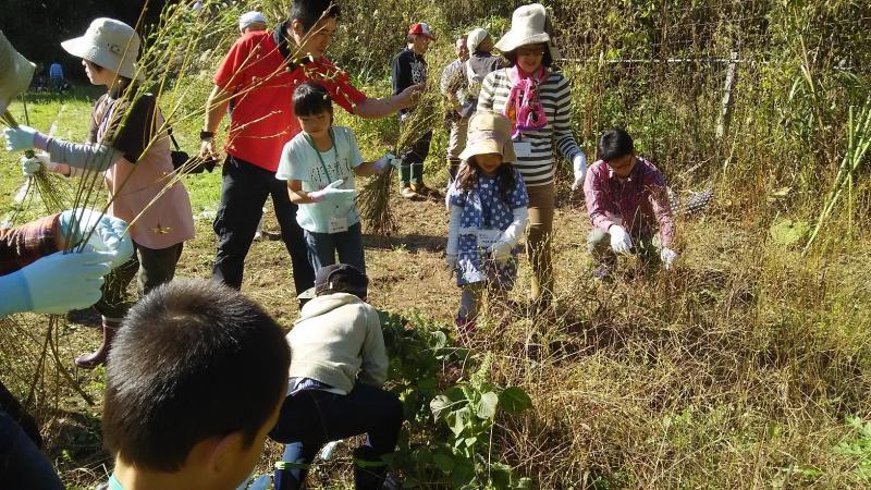 畑での亜麻収穫作業の写真
